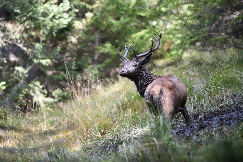 Deer in a pool of mud