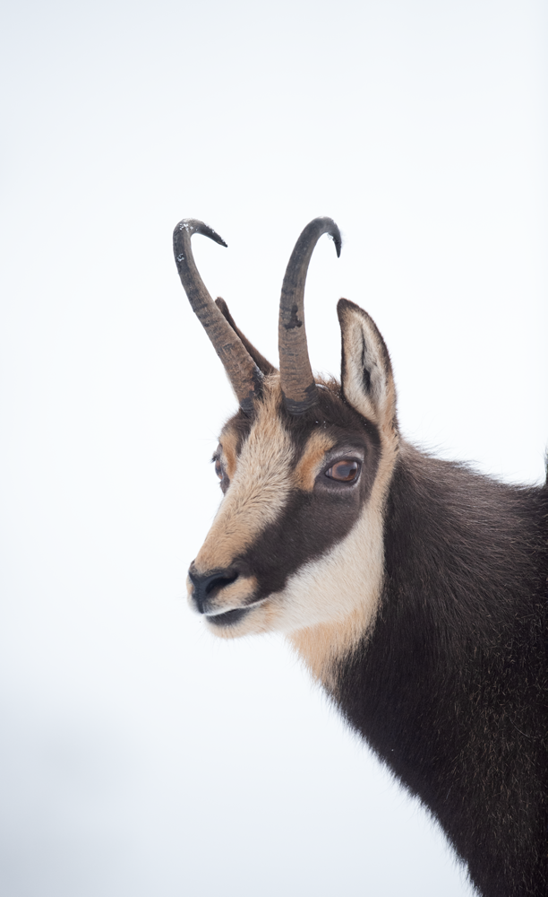 Chamois