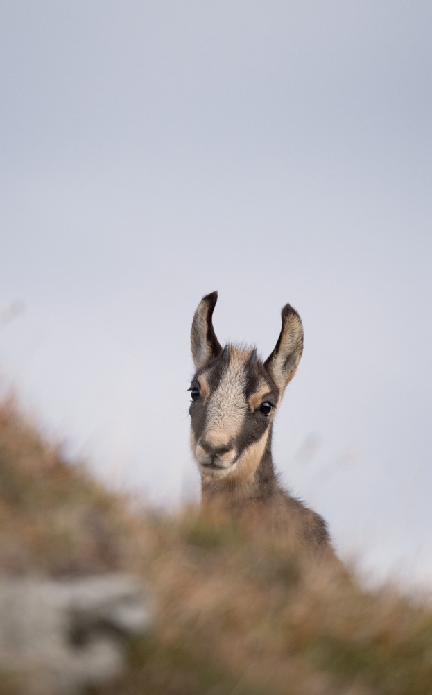 Chamois