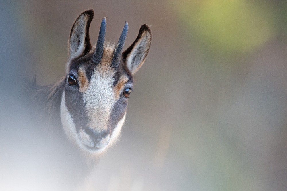 Chamois