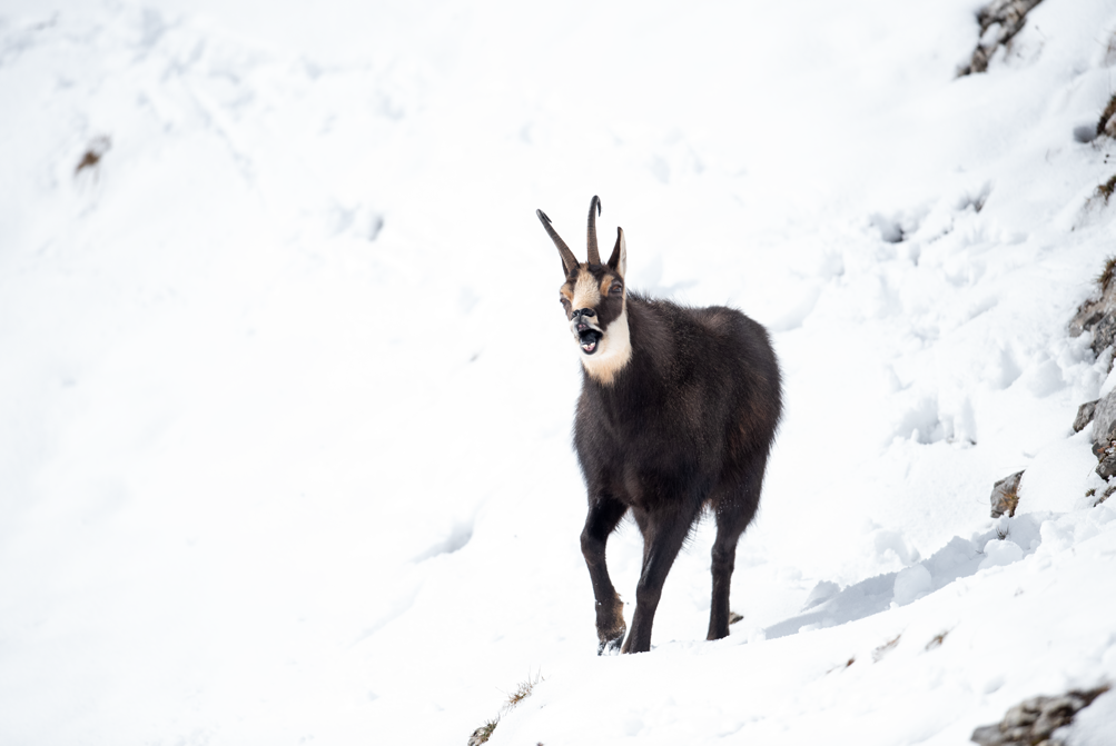 Chamois
