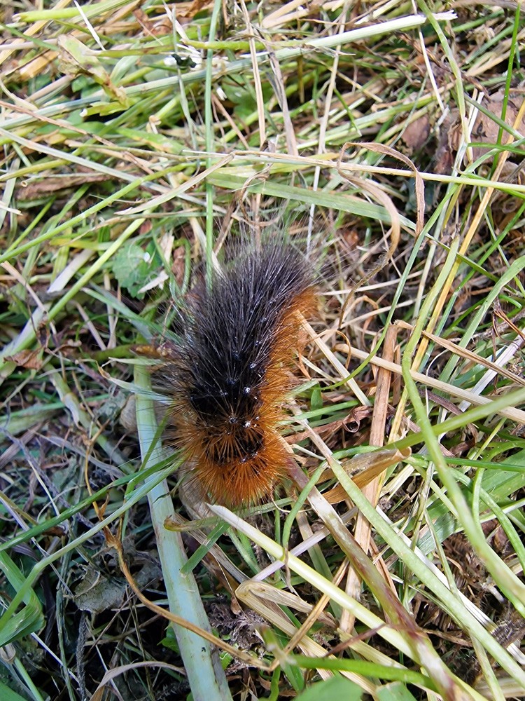 Caterpillar Arctia Caja