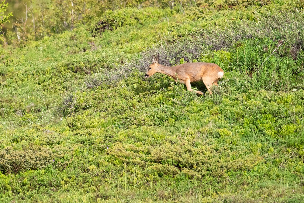Roe deer female