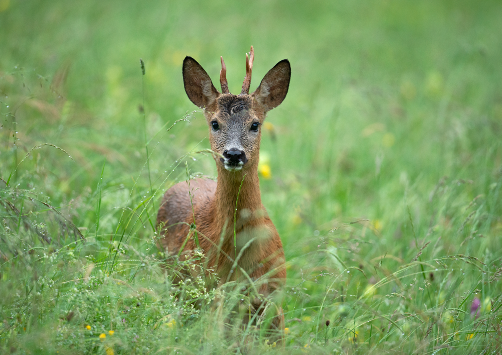 Roe deer