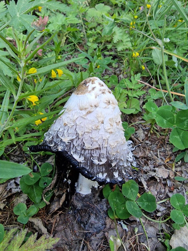 Coprinus (Coprin)