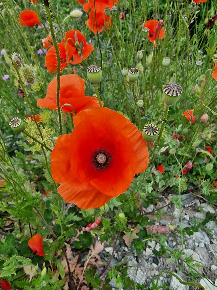 Coquelicot