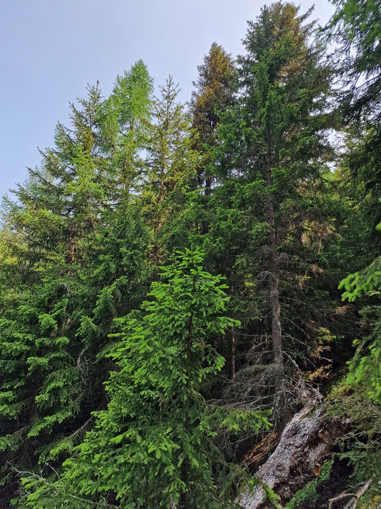 Forêt