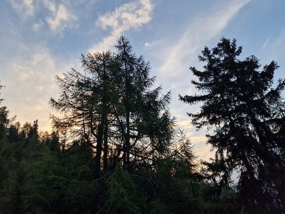 Forêt au lever du jour