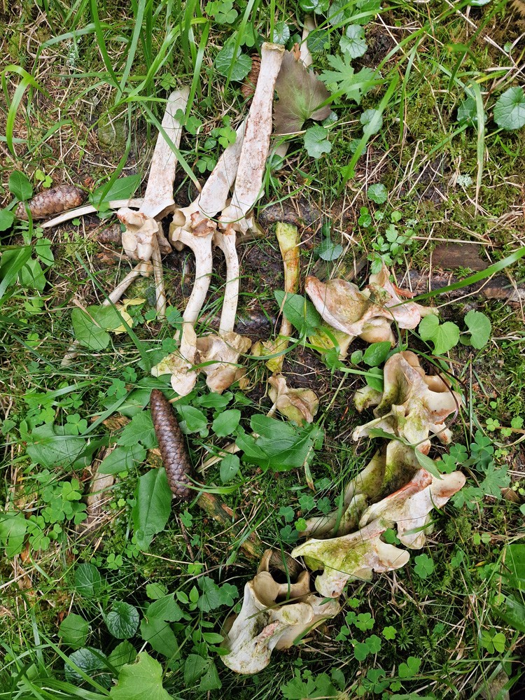 Deer carcass 5