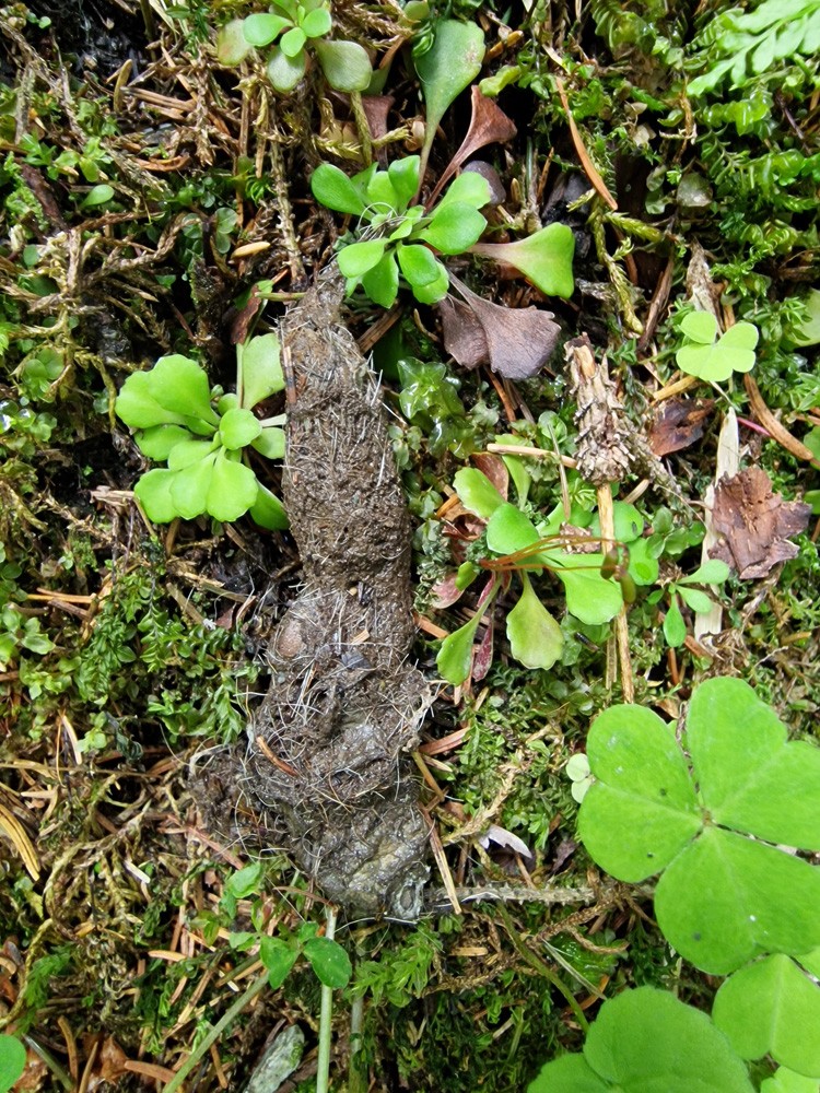 Wolf droppings