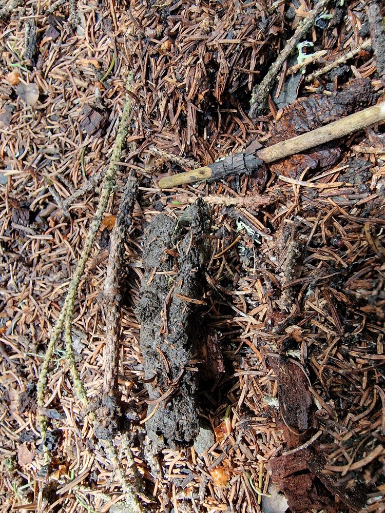 Wolf droppings