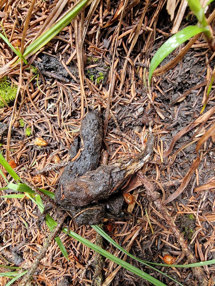 Wolf droppings