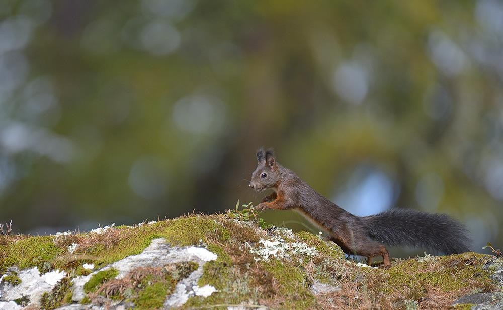Squirrel