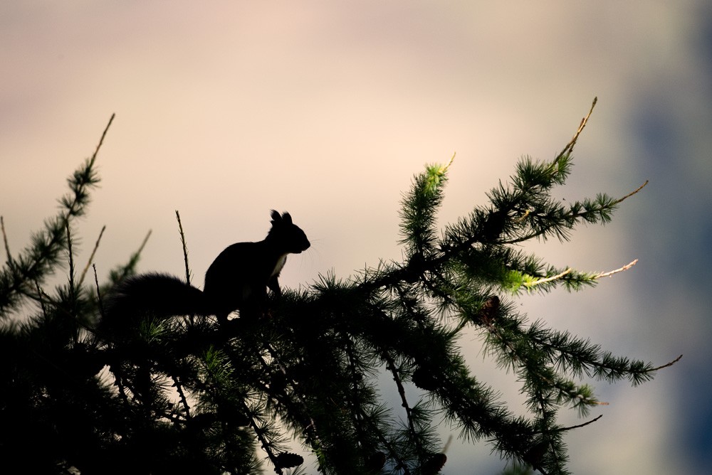 Squirrel