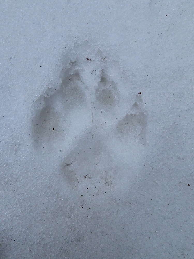 Empreinte de loup