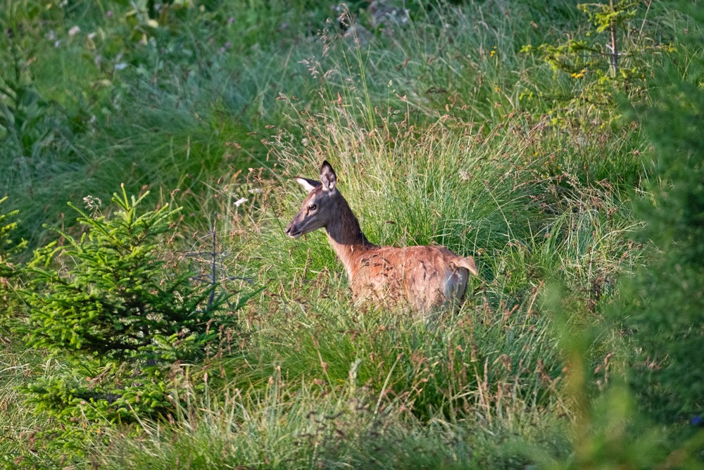 Faon cerf 