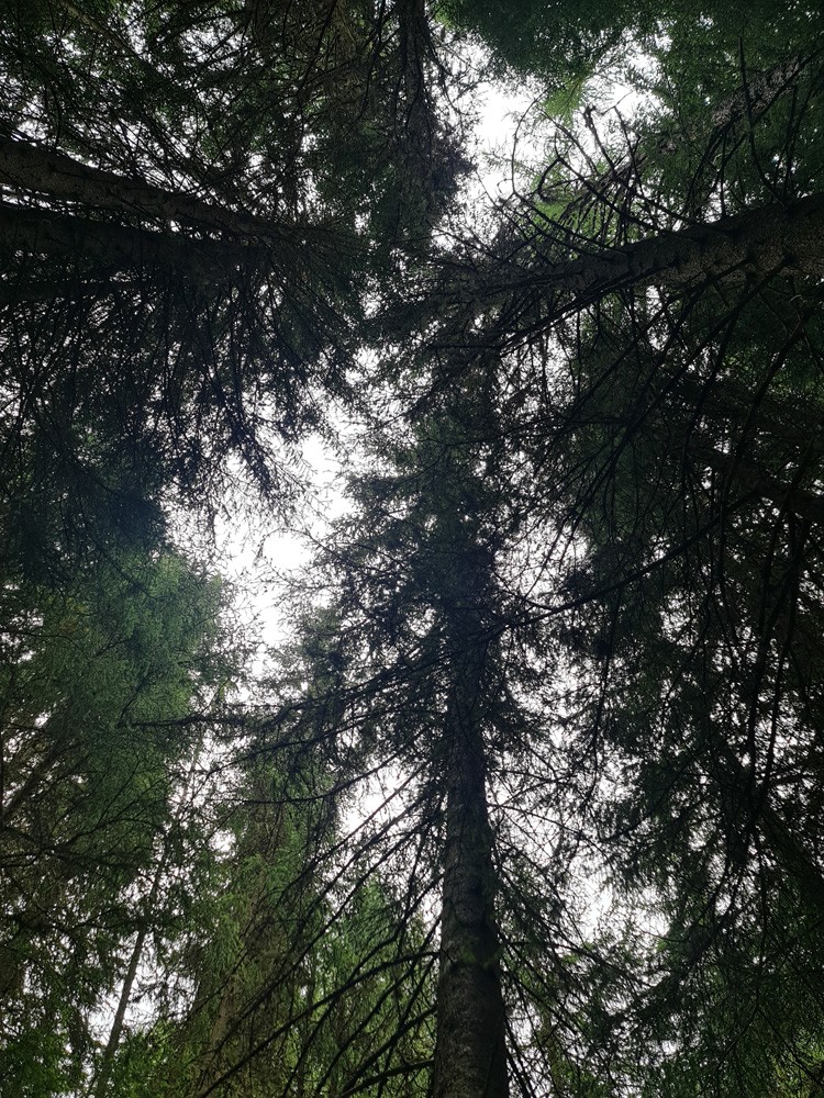 Forêt