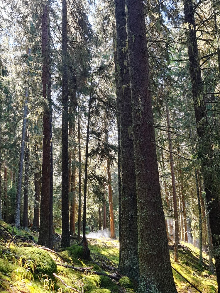 Forêt