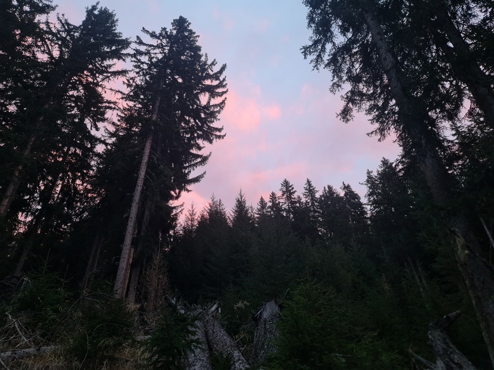 Forêt