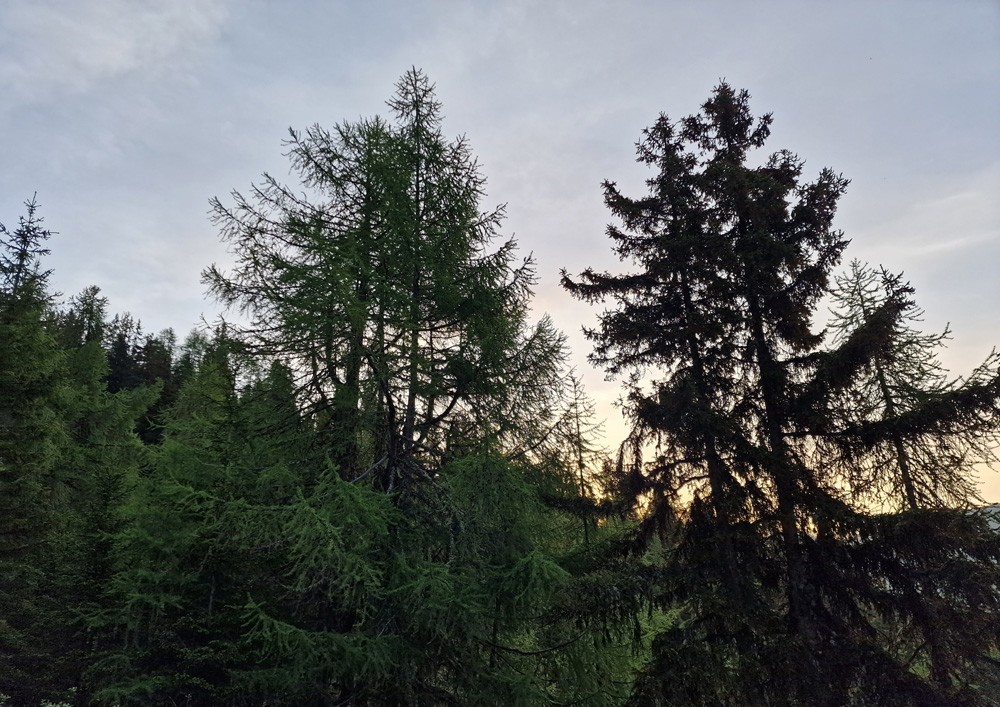 Forêt