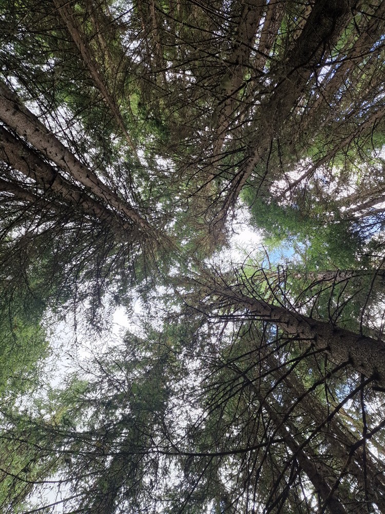 Rêveries en forêt