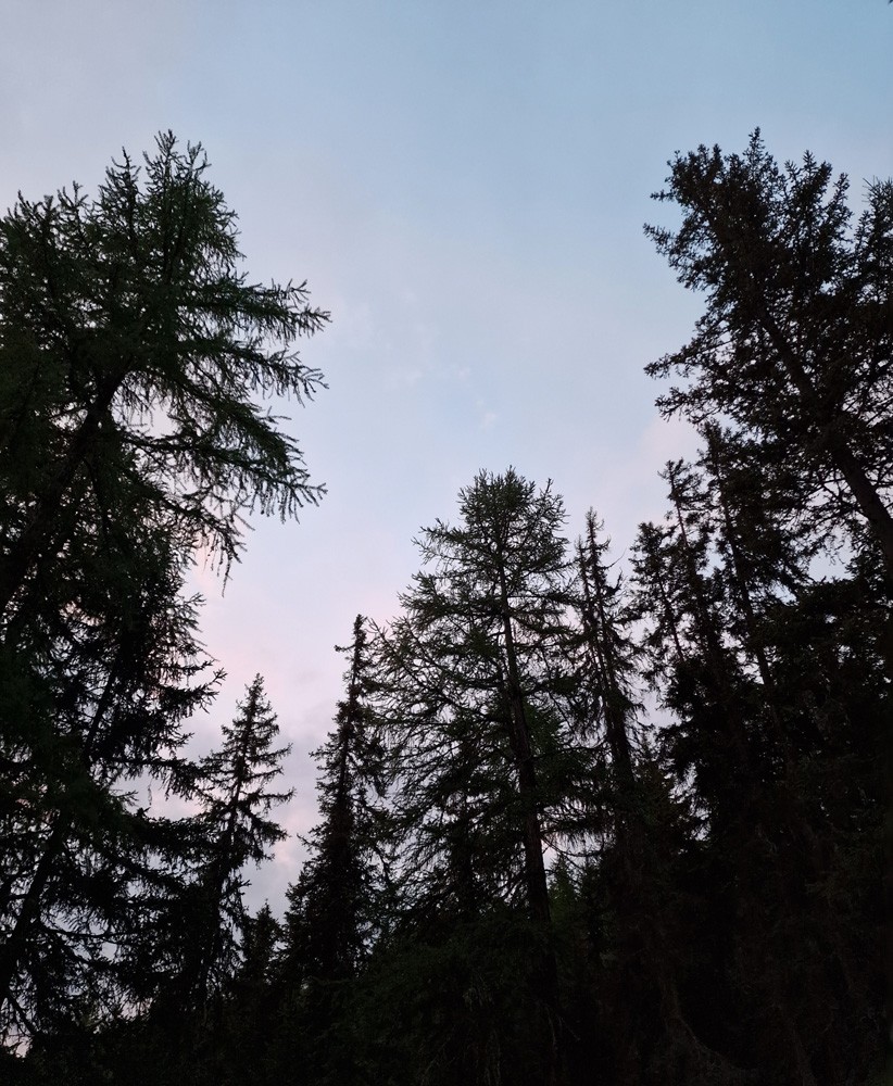 Forêt 