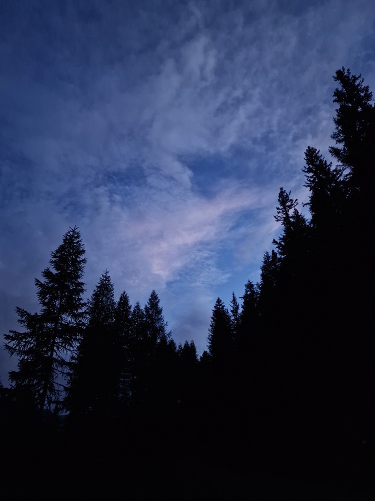 Forêt