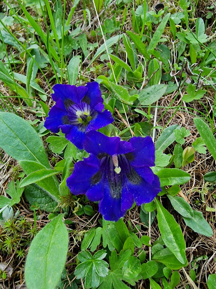 Gentiane acaule
