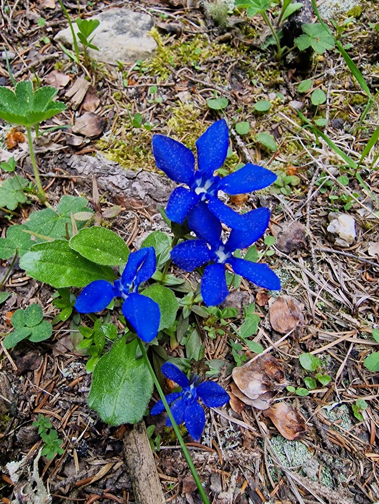 Gentiana verna
