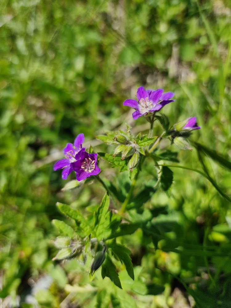 Geranium des bois