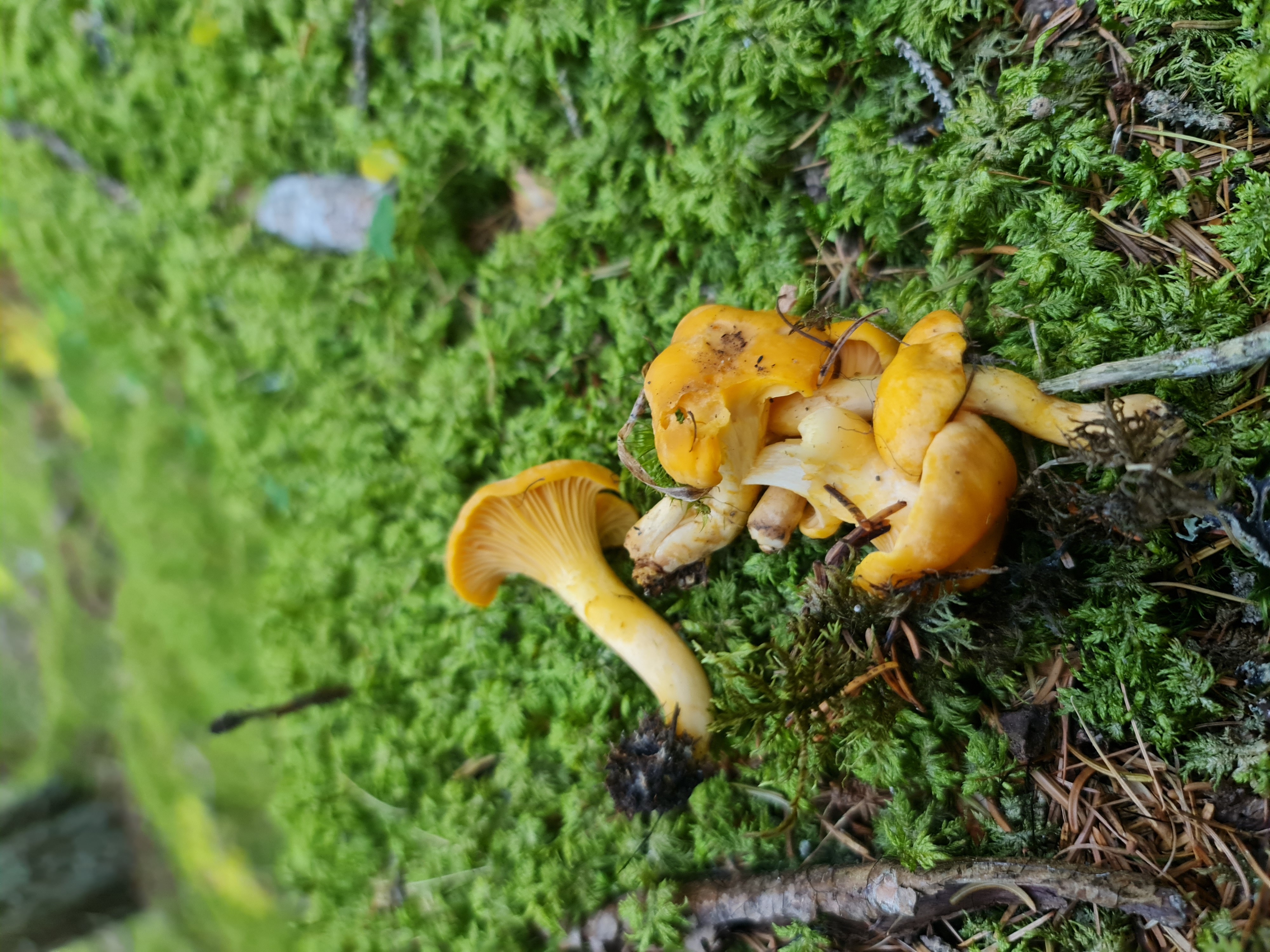 Girolles