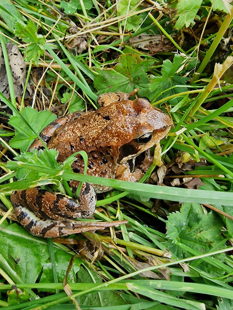 Grenouille rousse 