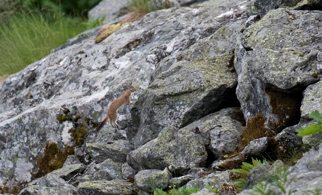 Hermine en plein saut