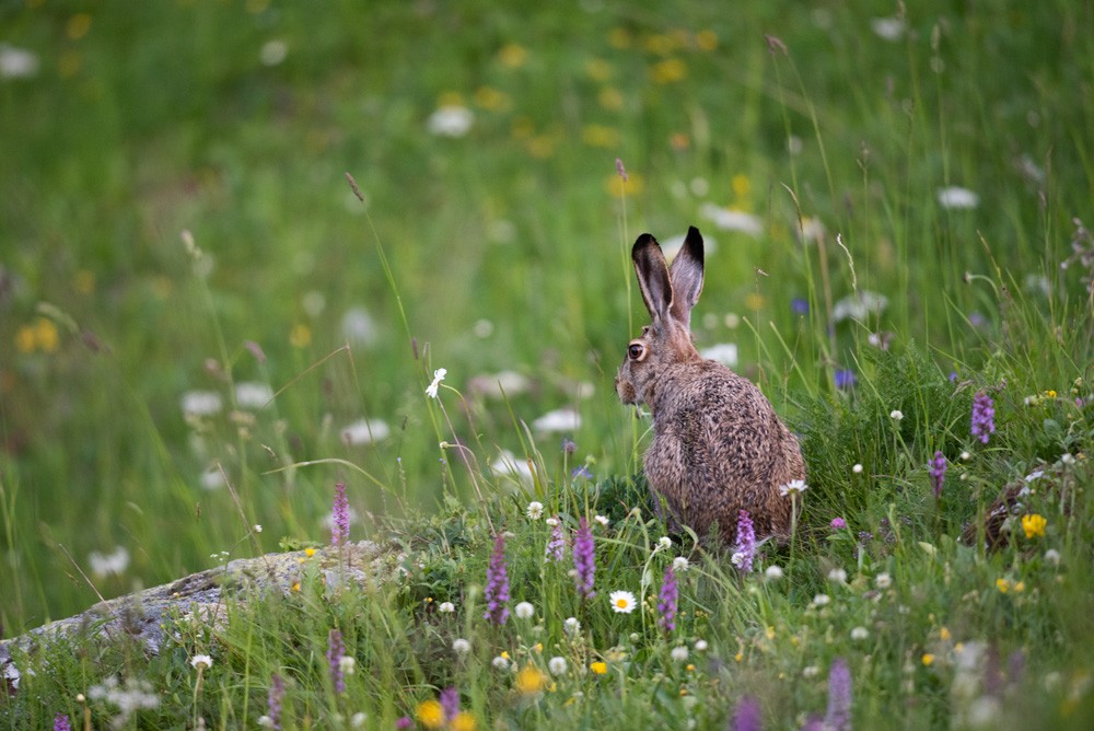 Hare