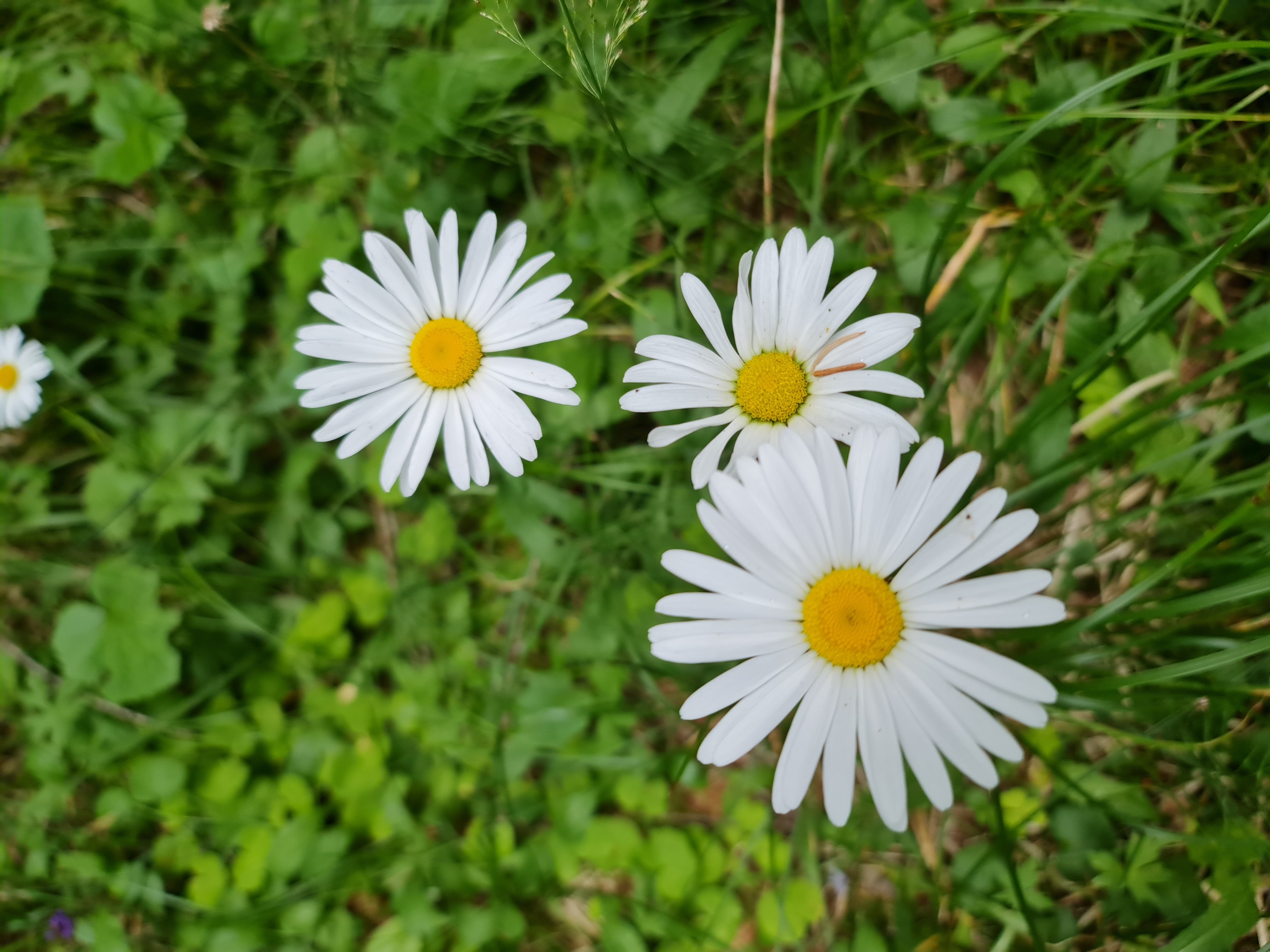 Marguerite des alpes