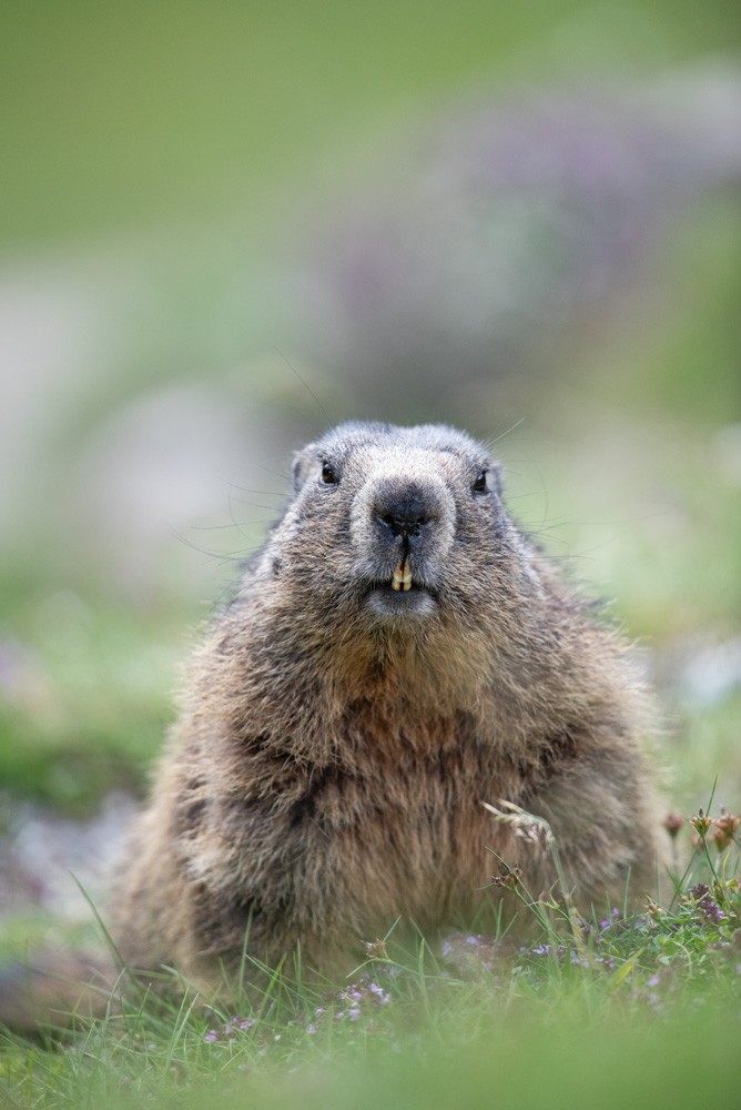 Marmotte 