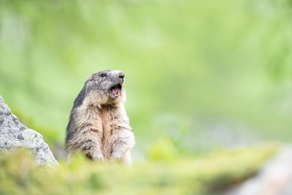 Marmot