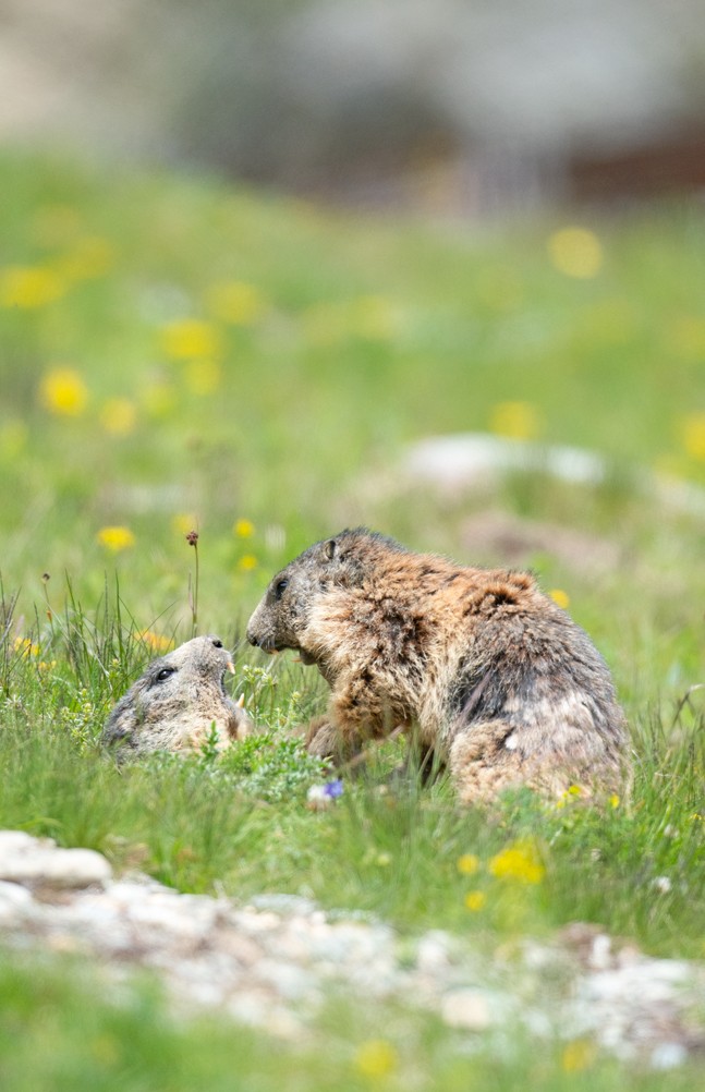 Marmottes