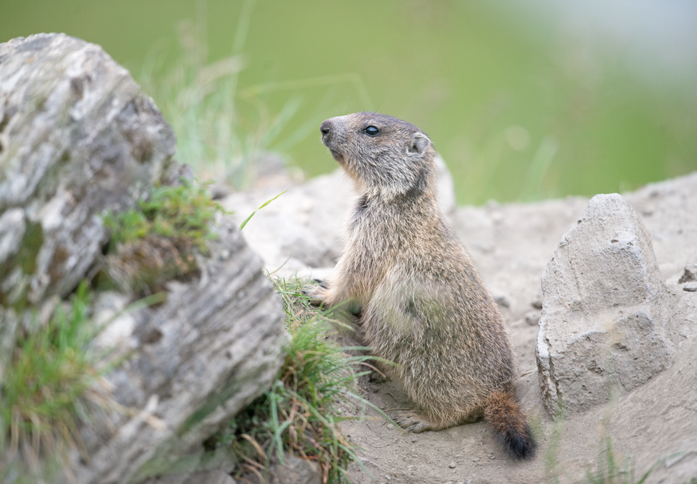 Baby marmot
