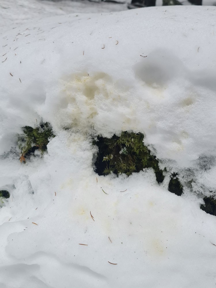Marquage urinaire de loup