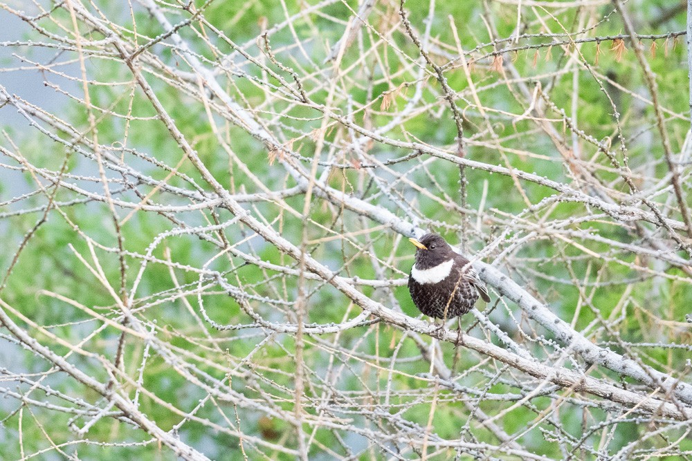 Turdus Torquatus