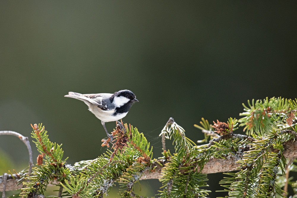Mésange noire
