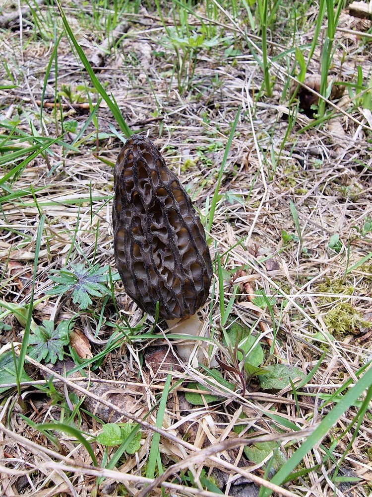 Morel