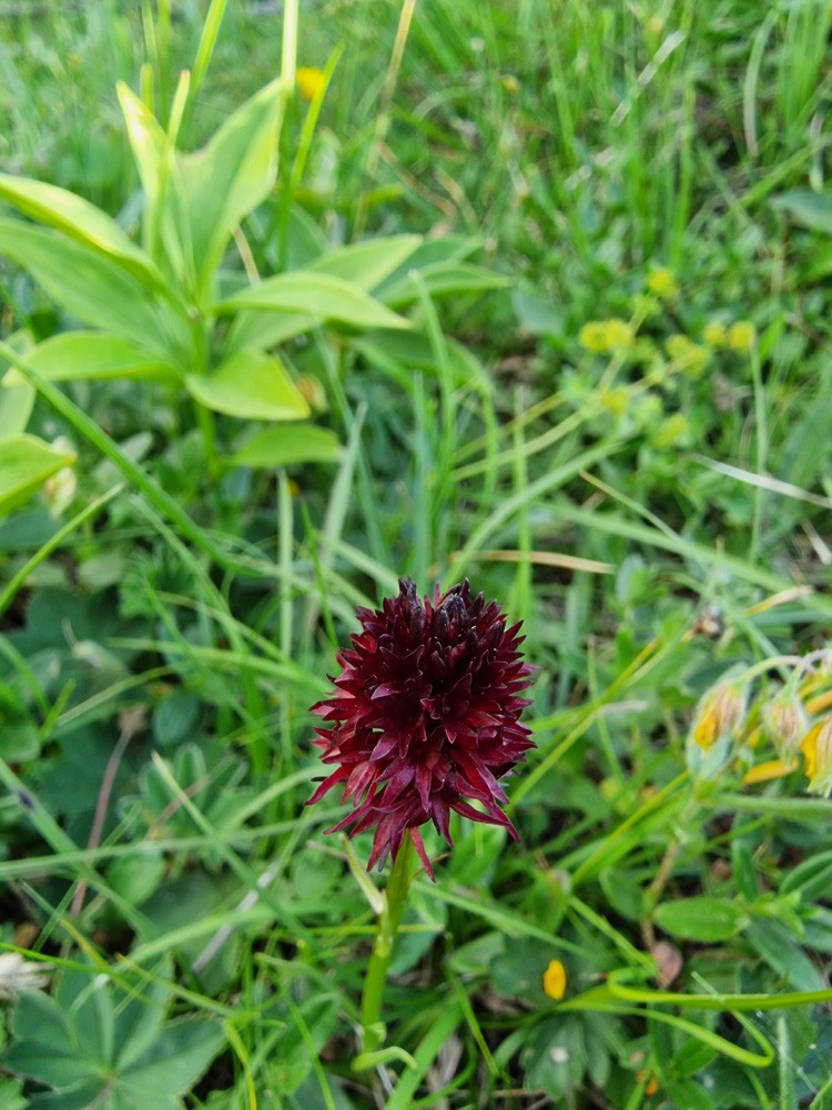 Nigritella