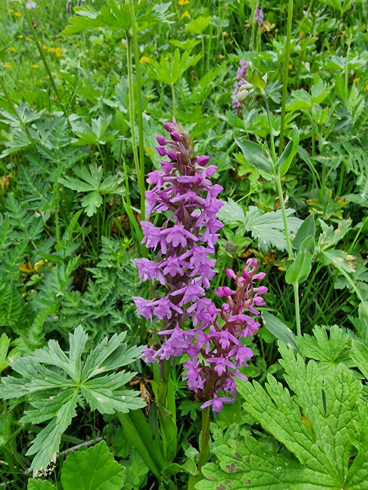 Dactylorhiza incarnata