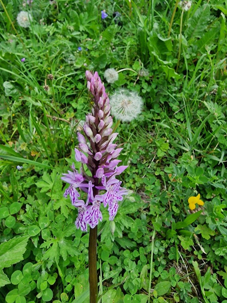 Dactylorhiza fuchsii