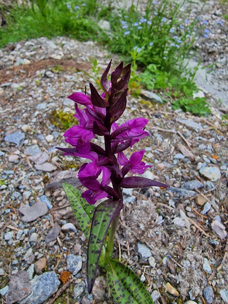 Dactylorhiza majalis