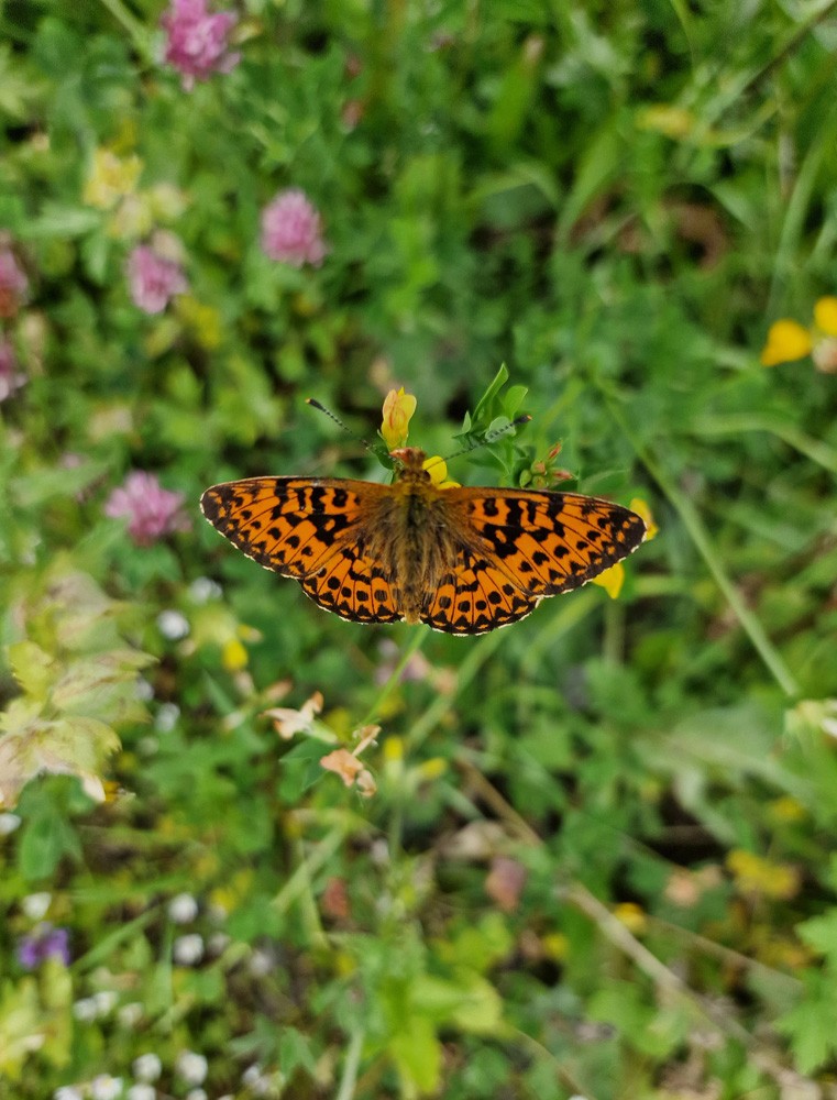 Butterfly 