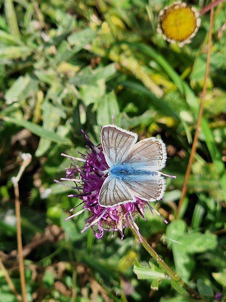 Papillon Lysandra Coridon