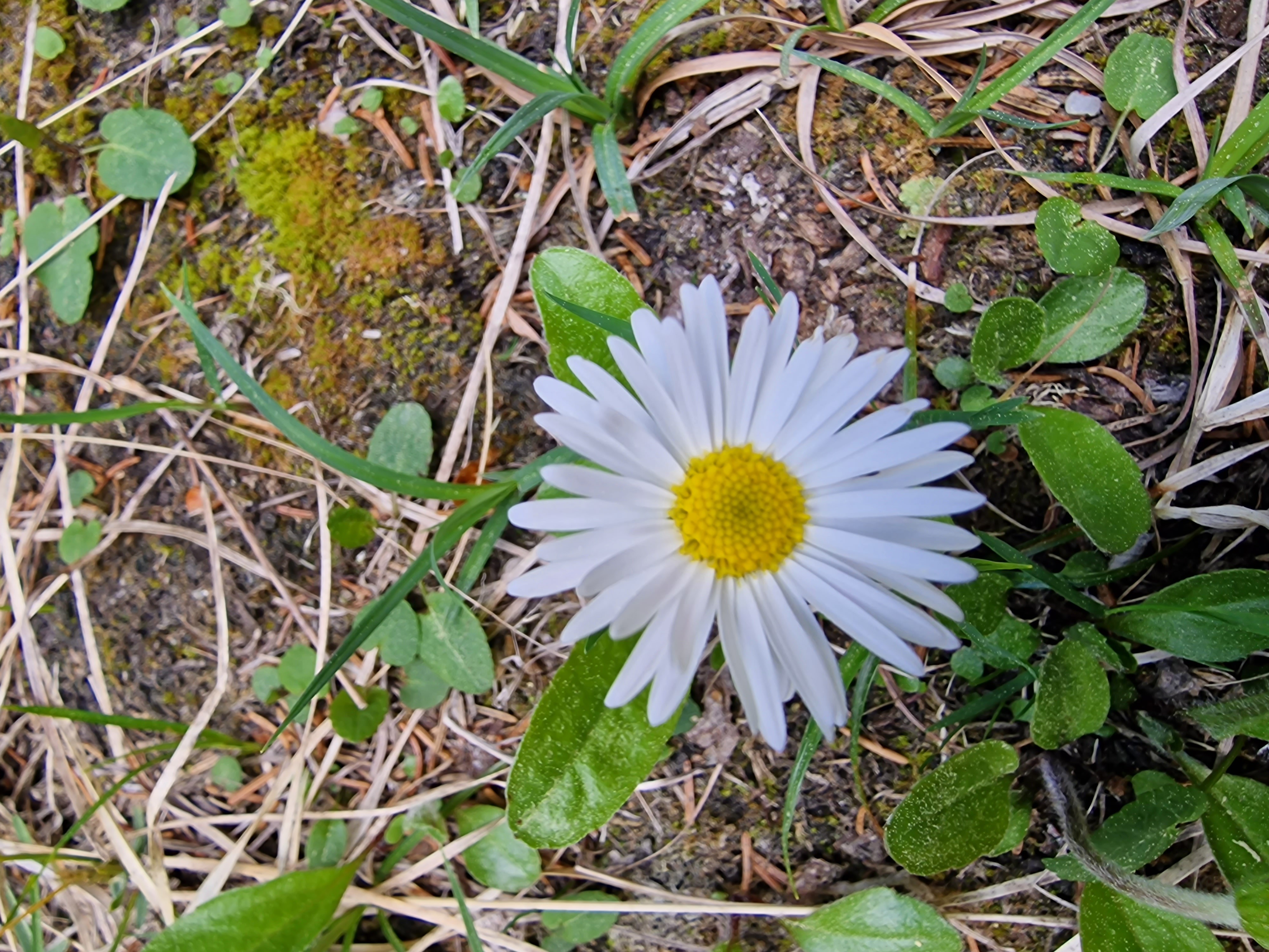 Paquerette
